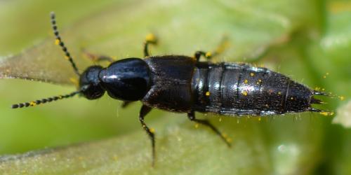 Réf. 324 962 : Philonthus sp.
